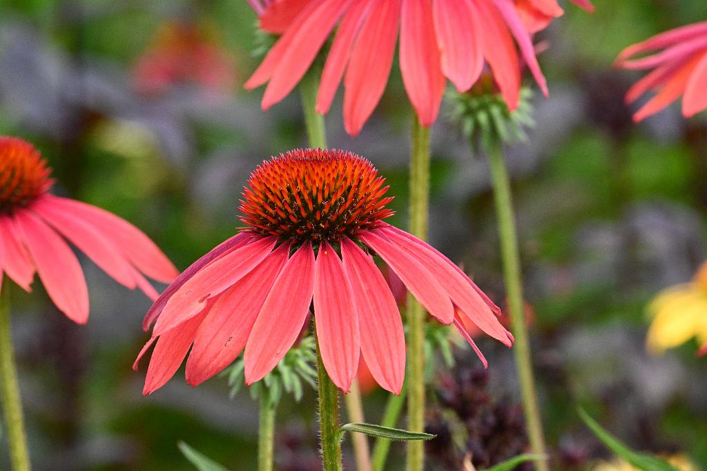 2025-07119493 Tower Hill Botanic Garden, MA.JPG - Coneflower. New England Botanic Garden at Tower Hill, MA, 7-11-2025